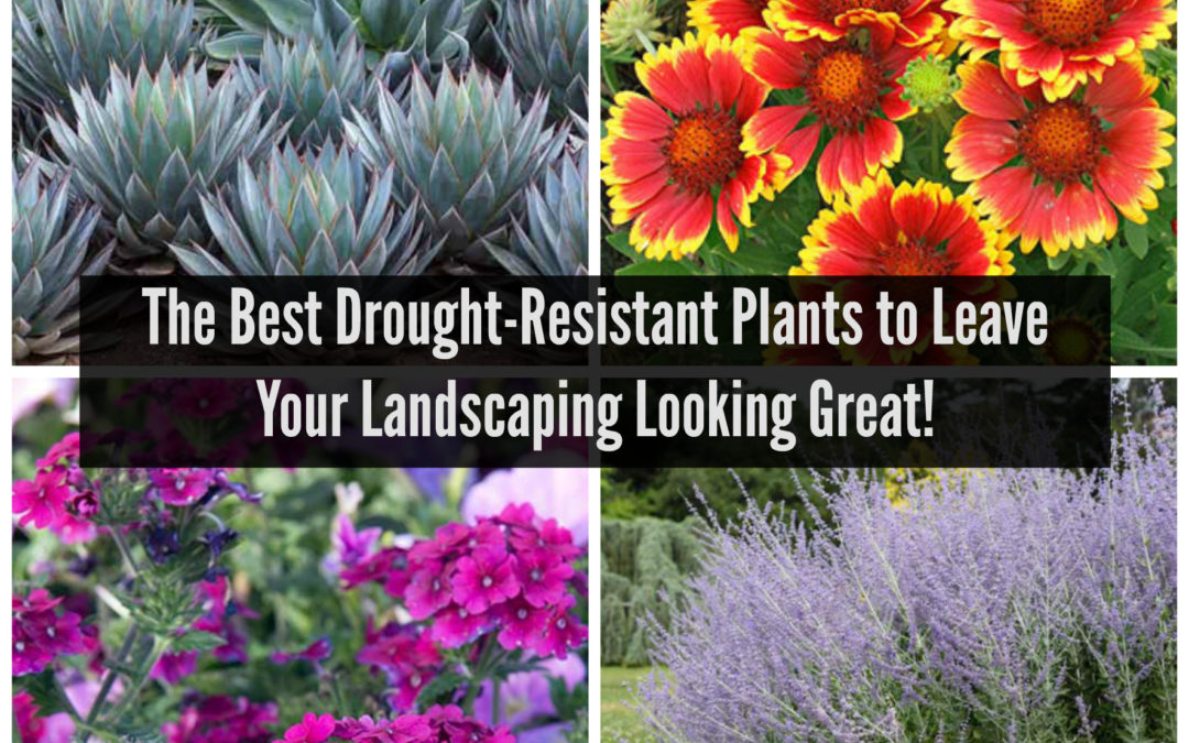 The Best Drought-Resistant Plants to Leave Your Landscaping Looking Great!